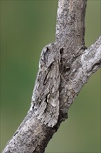 Rannoch sprawler