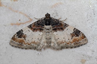 Brown-banded leaf moth