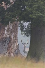 Fallow Deer