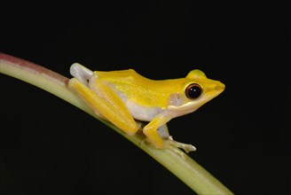 Copper-cheeked Treefrog