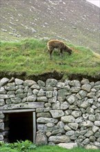 Soay Sheep grazing on the roof of the Cleit