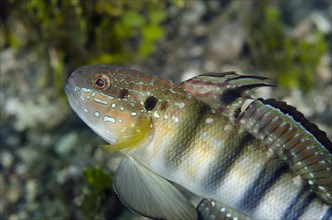 Banded Goby