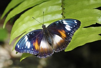 Great eggfly