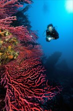 Diver with Mediterranean Fan Coral