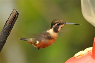 Purple-throated Starthroat