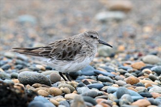 Baird's Sandpiper