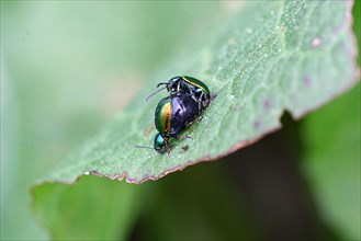 Green sorrel beetle