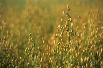 Harvest of common oat