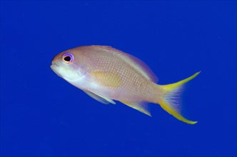 Jewel Flagfish