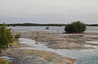 View of mangroves in coastal lagoon habitat
