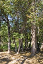 Ash trees known as Sogdian european ash