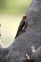 Red-billed oxpecker