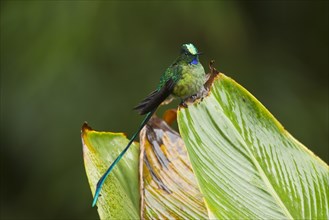 Long-tailed sylph