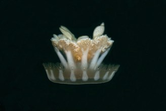 Upside-down jellyfish