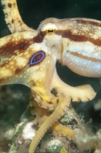 Poison Ocellate Octopus