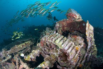 Coral-encrusted cogs on shipwreck with fish