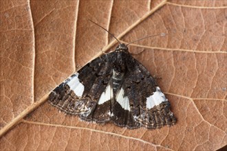 Owlet moth