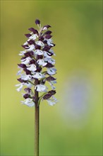 Lady Orchid