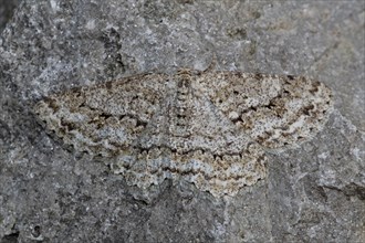 Serrated bark moth