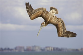 Marine Pelican