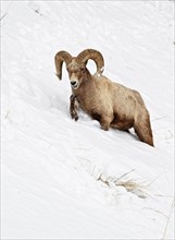 Bighorn bighorn sheep