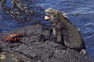 Galapagos Sea Lizard
