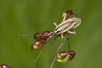 Meadow Plant Bug
