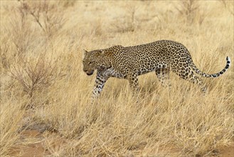 Adult african leopard