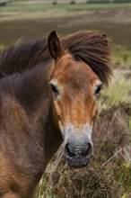 The Exmoor pony is a breed of horse native to the British Isles