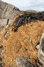 Tubular reef colony of the honeycomb worm