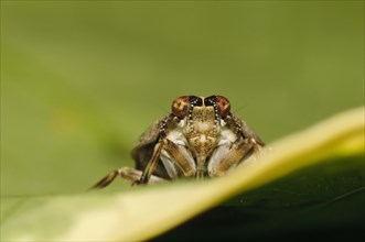 Beetle cicada