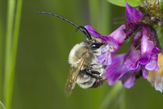 Early long-horned bee