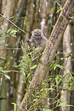 Eastern bamboo lemur