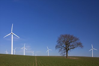 Solitary tree between wind turbines at the wind farm in the field