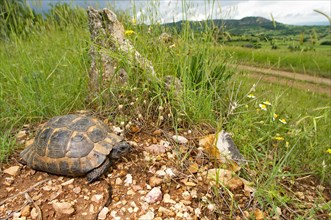 Tortoise in habitat