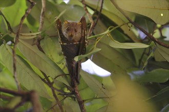 Tube-nosed Fruit Bat