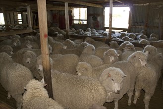 Carradale sheep waiting to tee off on Falkland farm