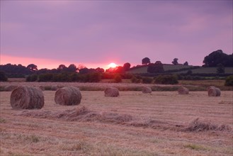 Round hay bales from harvested wild grass fields at sunset