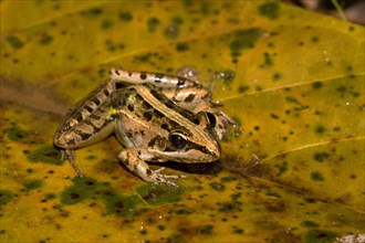 Mascarene Rocket Frog