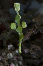 (Halimeda) ghost pipefishes (Solenostomus halimeda) (Pisces), Needlefish, Animals, Other animals,