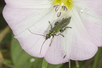 Thick-legged thick-legged flower beetle