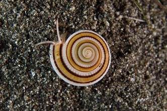 Sundial Snail