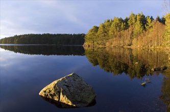 View of freshwater loch and pine forest habitat