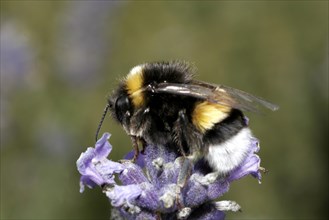 Large Ground Bumblebee