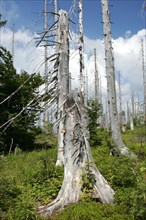 Forest dieback on the Lusen