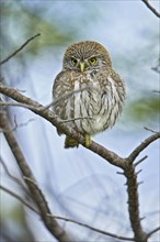 Austral Pygmy-owl