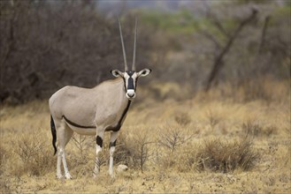East african oryx