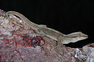 Dragon-blood Tree's Gecko