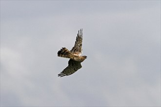 Montagu's Harrier female display flight