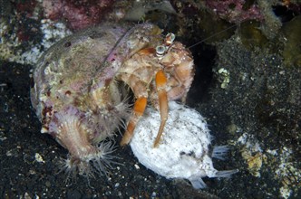 Adult anemone hermit crab